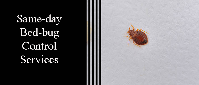 Same-Day Bed Bug Control Services